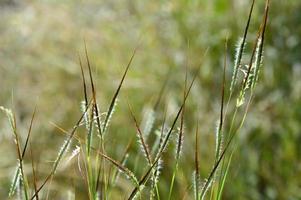 Grass, branch with leaves and Beautiful spring flowers photo