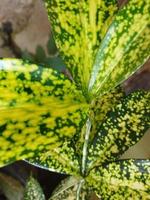 Green leaves with yellow spots photo