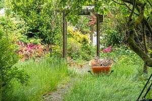 wheelbarrow in a old garden photo