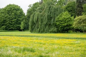 trees in the field with yellow flowers photo