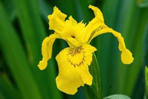 yellow iris flower photo