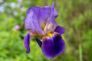 primer plano de la flor del iris foto