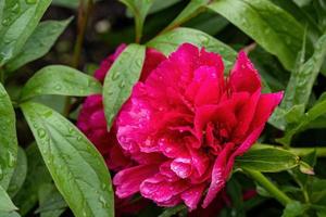 red Paeonia flower photo