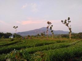 Beautiful view of morning in the village photo