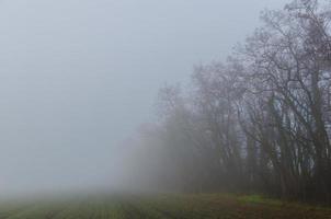 fog with trees and field photo