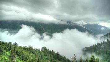 8k leichter Nieselregen im Wald am Berg video