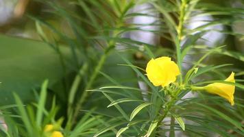 imagens de flores de oleandro amarelo com fundo desfocado