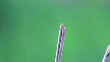 imagens de uma libélula empoleirada em um galho em um fundo verde turva