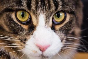 Maine coon cat. Cat eyes. Close up photo