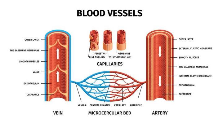 Blood Vessel Vector Art, Icons, and Graphics for Free Download