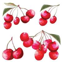 set of red cherries, sakura fruit vector illustration