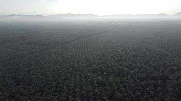 Oil palm in mist morning video