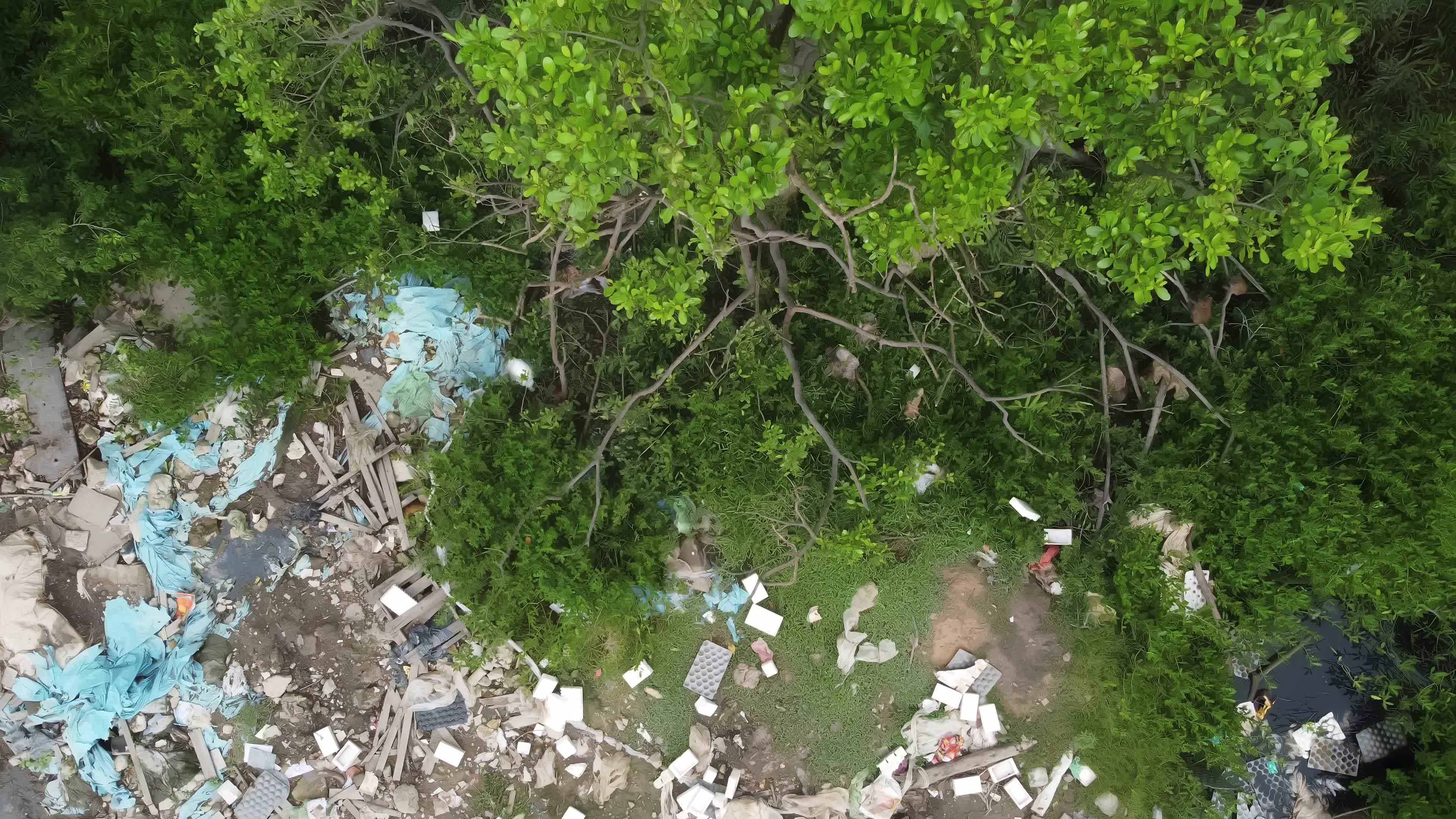 Monkey at tree near rubbish dump 7694941 Stock Video at Vecteezy