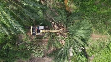 Excavator cut the oil palm tree into small part video