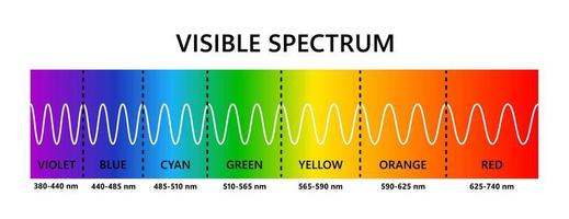 Visible light spectrum. Optical light wavelength. Electromagnetic visible color spectrum for human eye. Vector gradient diagram with wavelength and colors. Educational illustration on white background