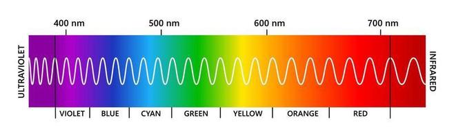 espectro de luz visible, infrarrojo y ultravioleta. espectro de color electromagnético visible para el ojo humano. diagrama de gradiente vectorial con longitud de onda y colores. ilustración educativa sobre fondo blanco vector