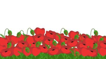 banner vectorial con campo de flores de amapola en el fondo blanco vector