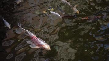 de nombreux poissons rouges flottant sur l'eau de l'étang video