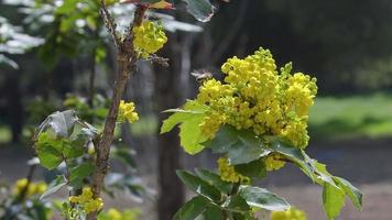 abejas melíferas recogiendo polen de flores amarillas en las imágenes del bosque.