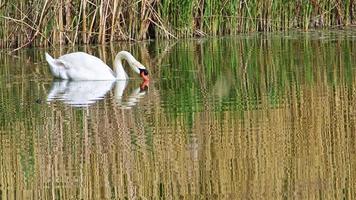 cisne flotando en el agua del lago verde video