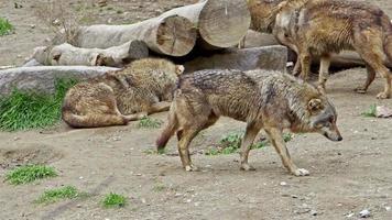 manada de lobos selvagens vagando em imagens de habitats florestais. video