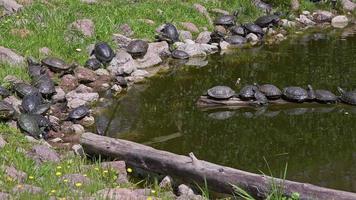 de nombreuses tortues d'eau se reposant et rassemblant de l'énergie près de l'eau et des images sur une souche d'arbre.