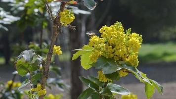 abelha e flores da primavera video