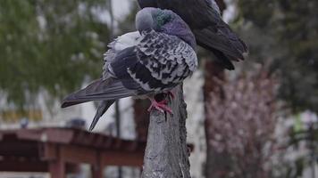 colombe perchée debout à l'étage supérieur video