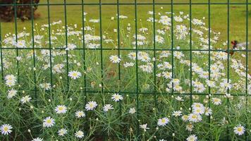 jardin de marguerites et clôture métallique video