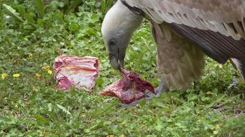 tiro de mano de buitre africano comiendo cadáver en imágenes de hierba verde. video