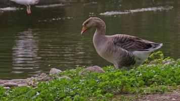 Greylag Goose Waddling Walking Along the Lakeshore Footage. video
