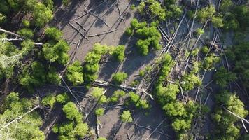 vista aérea de cima para baixo árvore de mangue morto video