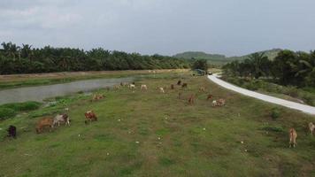 grupo de vacas pastando grama