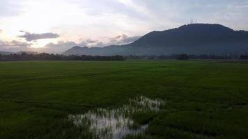 Fliegen Sie über das Silhouetten-Reisfeld video