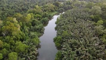 Aerial view river over green tropical Nipah tree video