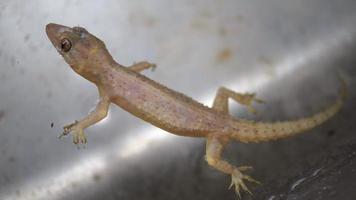 flujo de gecko doméstico común en la superficie del agua video