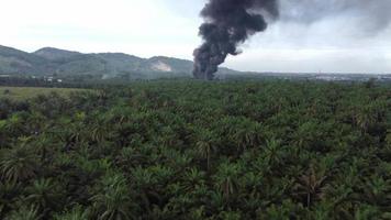 Aerial view fire burn near plantation video