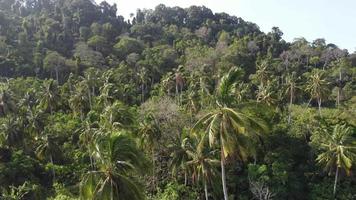 Drone view fly over coconut tree video