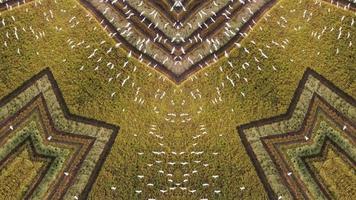 symmetrie caleidoscopisch beeld wittere vogelvlieg
