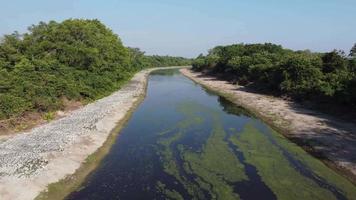 Luftaufnahme Algenpflanze lebt an der Oberfläche des Flusses Sungai Jawi