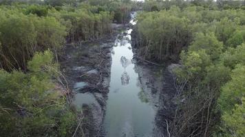 Mangrove tree is cut down video