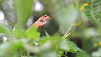 caméléon de mise au point sélective sur la plante. video