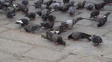 pombos comem grãos no chão. video