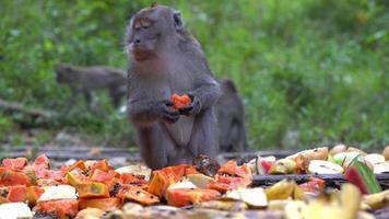 Macaque monkey eat papaya fruit video