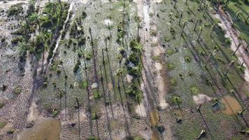 Vue aérienne de l'ombre des palmiers secs morts video