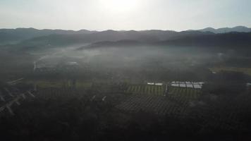 Foggy plantation in hill area video