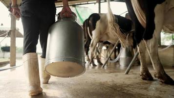 Zeitlupe, Landwirtschaft, Körperteil Männer tragen Stiefel, die einen Eimer Milch vom täglichen Melken der Kühe tragen. im Kuhstall video