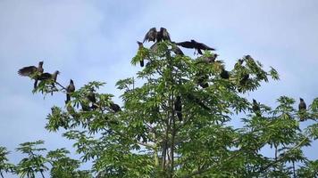 Slow motion crows fly at the top of tree. video