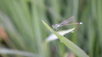 libelinha no arrozal verde. video