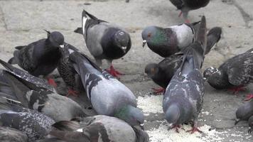 Group of pigeons is eat the rice feed by resident video